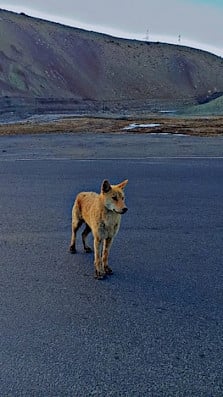 A suspected dog-wolf hybrid