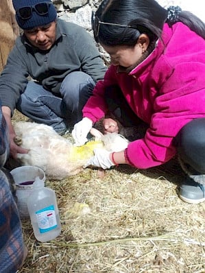 Sheep injured in a stray dog attack