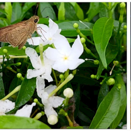 Ecology and Evolutionary Biology