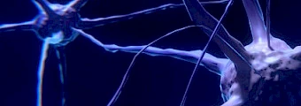 Neuroscience, Brain and Cognition