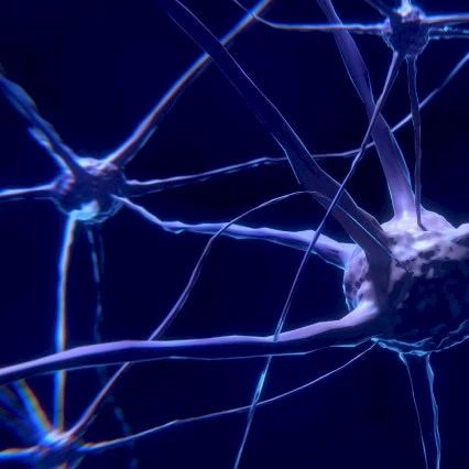 Neuroscience, Brain and Cognition