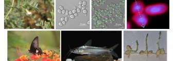 Plant Biotechnology, Climate Change and Sustainability