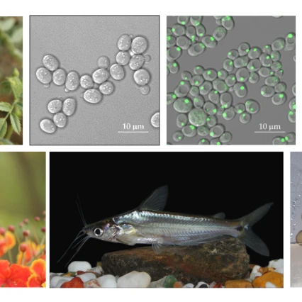 Plant Biotechnology, Climate Change and Sustainability