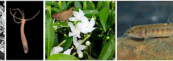 Ecology and Evolutionary Biology