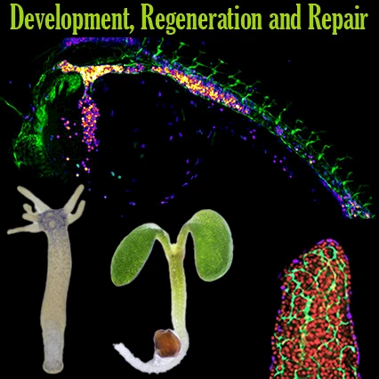 Development, Regeneration and Repair
