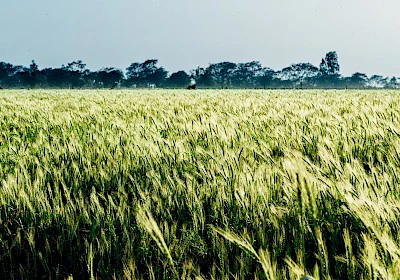 The Science That Could Save India's Harvest