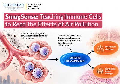 SmogSense: Teaching Immune Cells to Read the Effects of Air Pollution